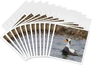 Greeting Cards - Spectacled eider duck, tundra pond, Alaska, USA - US02 HRO0724 - Hugh Rose - 12 Pack - Ducks